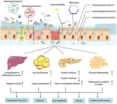 Enhancing intestinal barrier efficiency: A novel metabolic diseases therapy